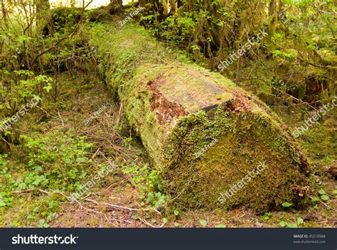 Fallen Tree Trunk Covered In Moss Stock Photo 45510988 Shutterstock