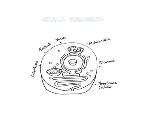 Celula Eucariota Pdf