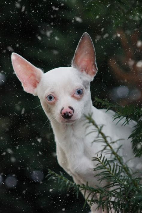White Chihuahua With Blue Eyes Pets Lovers