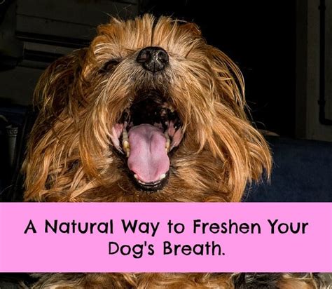 Natural Remedy Dogs Bad Breath Paws Right Here