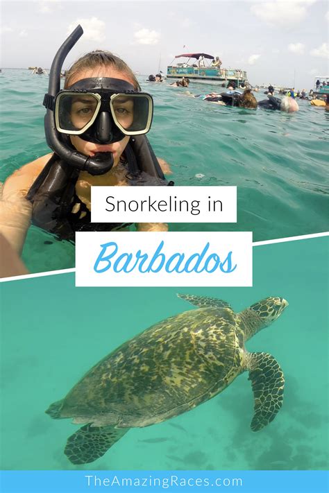 snorkeling in barbados caribbean travel barbados beaches snorkeling