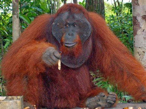 Endangered Animals Orang Utan Borneo ~ Animal Pics On The World