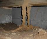 Termite Mud Tubes Pictures Photos