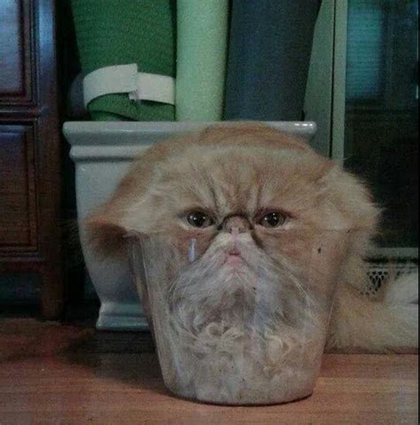 Cat Climbed Into Clear Plastic Flower Pot Pics