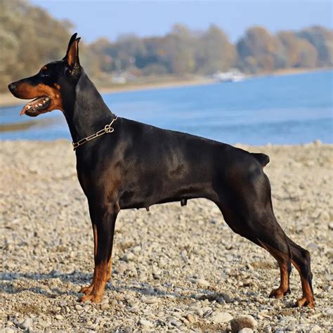 15 Black Dogs With Pointy Ears Breed About And Pictures Dog Friendly