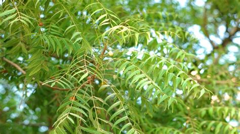 Neem Tree Health Benefits From Its Roots To Leaves
