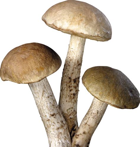 Three Tree Mushrooms Png Image Purepng Free Transparent Cc0 Png