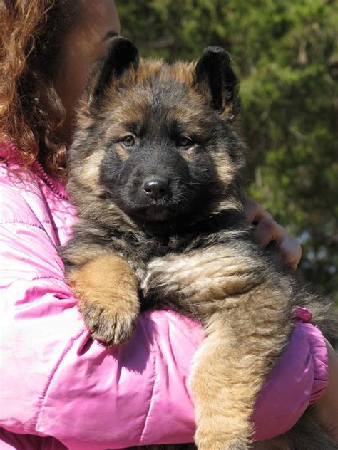 Long Haired German Shepherd Puppies Oregon Top Dog Information