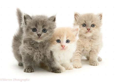 Three Cute Kittens Photo Wp10113