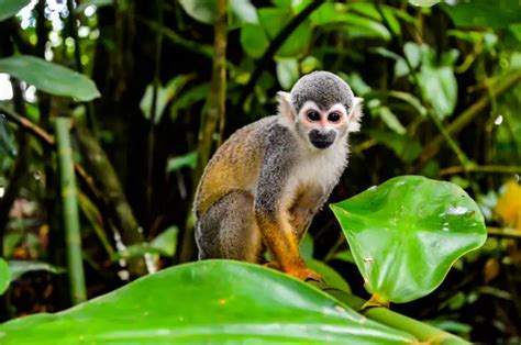 Animales De La Selva Peruana Características Y Especies