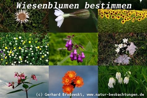 Leider sind die botanischen namen aber auch für. Blumen bestimmen - Wiesen- und Wildblumen Steckbriefe ...