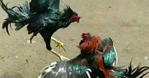 Bentuk dan model kaki ayam petarung pukul saraf/ko : Bentuk Dan Model Kaki Ayam Petarung Pukul Saraf/Ko - 33 ...