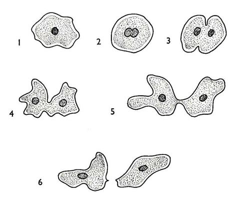 A parent amoeba first divides its nucleus which is followed by constriction of the cytoplasm. describe binary fission in ameoba Science Properties of ...