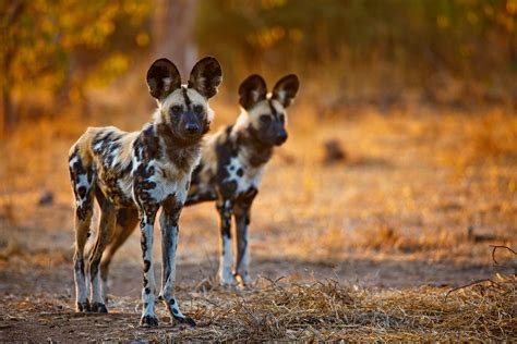 African Wild Dogs In Northern Tuli Game Reserve Botswana