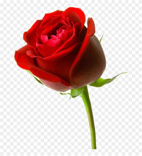 Download Gambar Bunga Mawar Merah