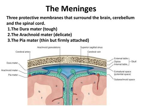 Ppt The Meninges Powerpoint Presentation Free Download Id4876527