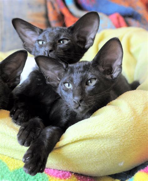 1000 Images About Oriental Shorthair Black Cats On