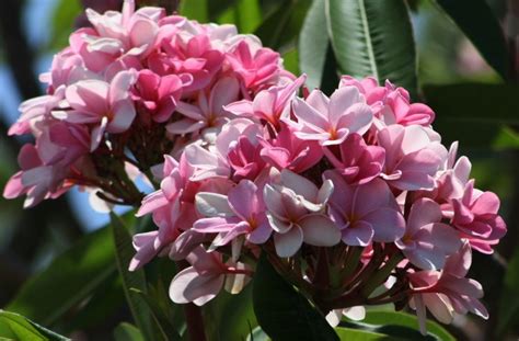 Pink Frangipani Plumeria Rubra Unrooted Cutting Fragrant Tropical