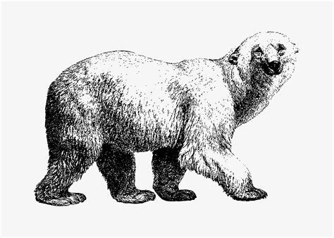 White Bear Shade Drawing Download Free Vectors Clipart Graphics