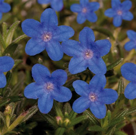 Lithodora Diffusa Heavenly Blue Proctors Nursery