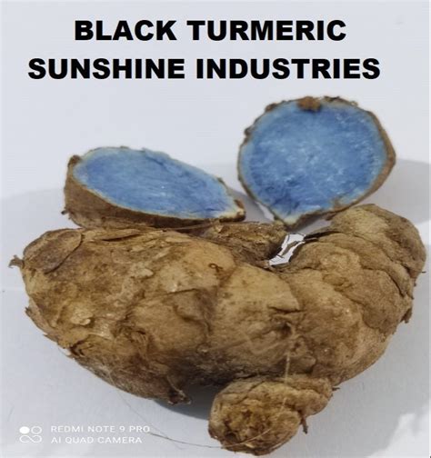 Fresh Black Turmeric For Medicine 1 Kg At Rs 400 Kg In Indore ID