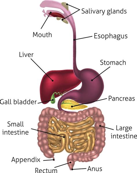 Labelled Diagram Of Human Digestive System - Pin on human digestive system