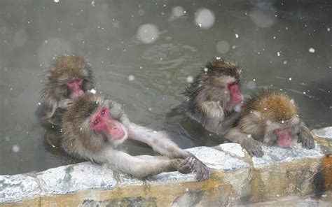 Japanese Macaques Enjoy A Hot Bath In Hokkaido The Japan News