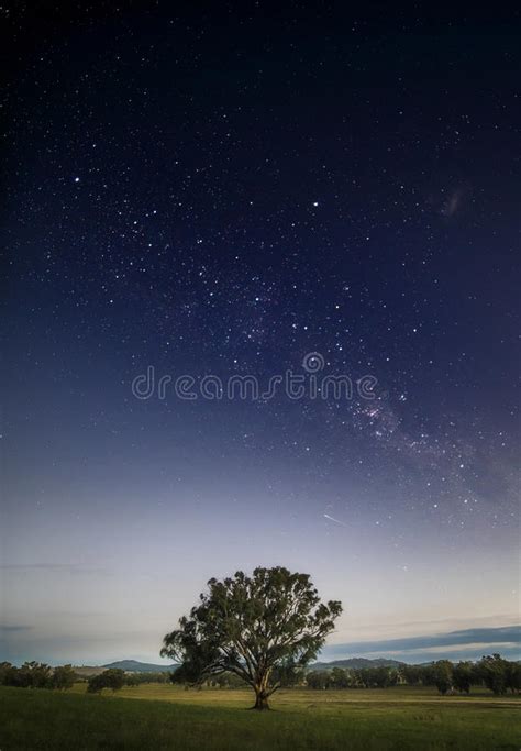 Lone Tree In The Night Stock Photo Image Of Night