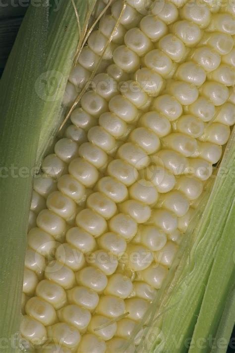Maize Corns Zea Mays Var Amylacea Maharashtra India 815395 Stock
