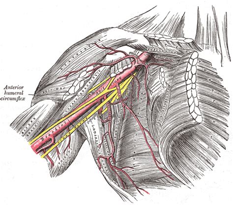 It is split into ibrahim, af and darwish: Serratus anterior muscle - wikidoc