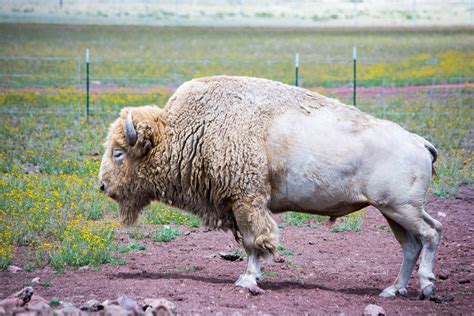 White Bison Free Stock Photo Public Domain Pictures