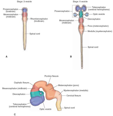 Development Of The Nervous System Gross Anatomy Of The Brain Part 1