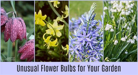 Winter Flowering Bulbs Ireland The Best Bulbs For Pots Bbc Gardeners
