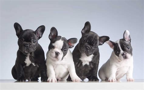 How many litters can french bulldog have? How Many Puppies Can a French Bulldog Have?