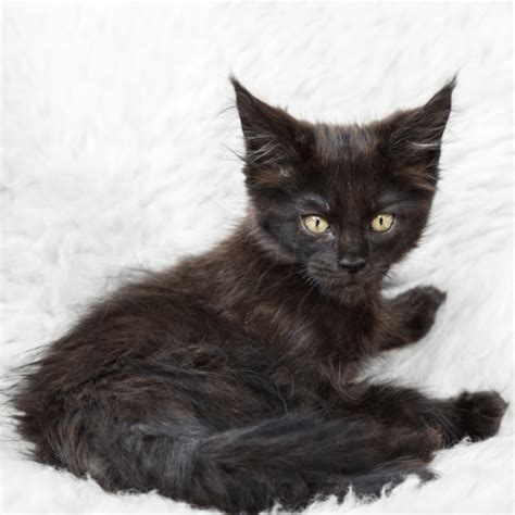 Black Maine Coon Cat Everything About Cat Breed Buyer Friendly