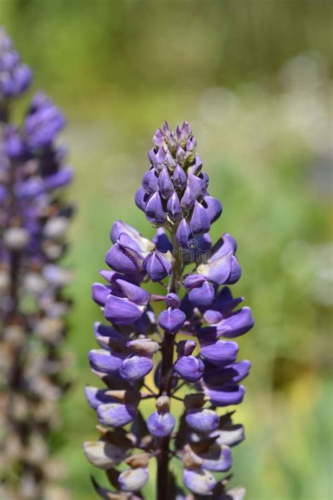 Large Leaved Lupine Stock Photo Image Of Leaf Garden 241781070