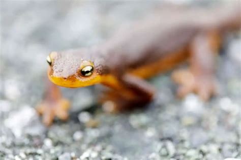 Are Salamanders Poisonous And Dangerous For People Amphibian Life