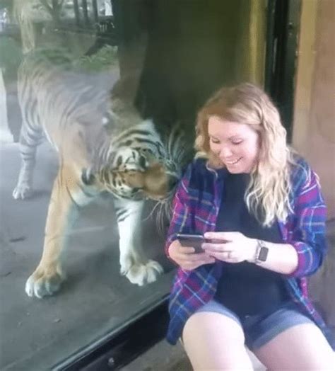 Pregnant Woman Sits Next To Tiger His Reaction When He Notices Her