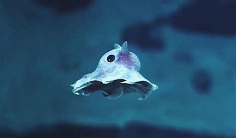 Strange Never Before Seen Sea Creatures Discovered 20000 Feet Under