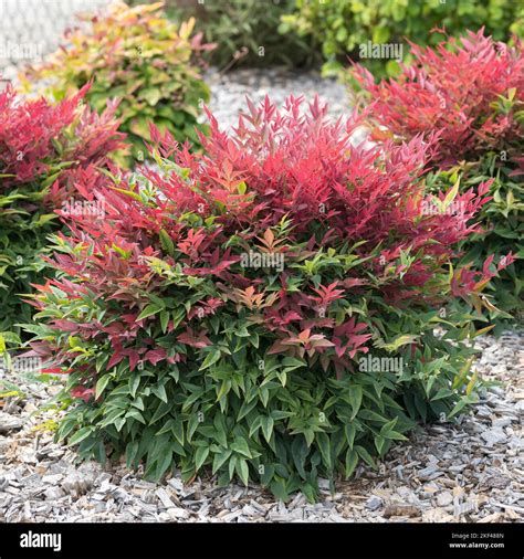 Nandina Domestica Obsession Hi Res Stock Photography And Images Alamy