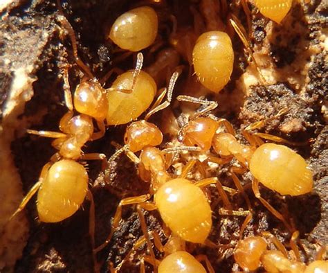Yellow Ants Bugguidenet