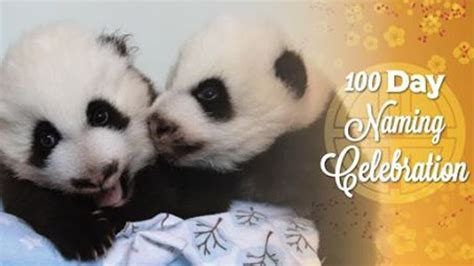 Zoo Atlanta Panda Twins Names Revealed At 100 Day Naming Celebration