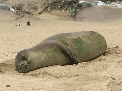 Hawaiian Monk Seal Molts Annualy — Monk Seal Tour By Kittie