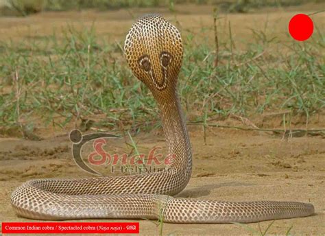 Common Indian Cobra Spectacled Cobra ନାଗ Snake Helpline