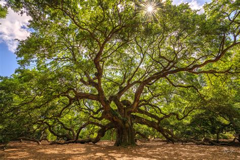 Ancient Angel Oak Tree Charleston South Carolina Mickey Shannon