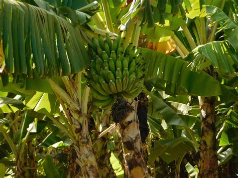 How Do Bananas Grow? - The Produce Nerd