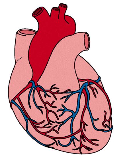 Animated Human Heart ClipArt Best