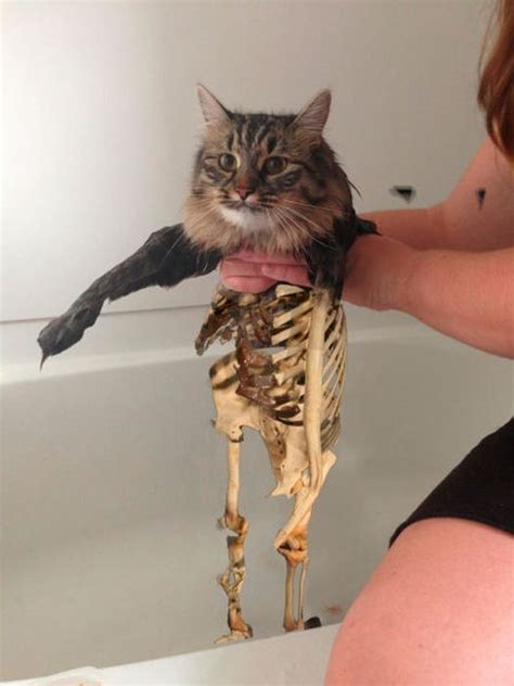 Photos Of People At The Beach This New Wet Cat Meme Is Dominating The