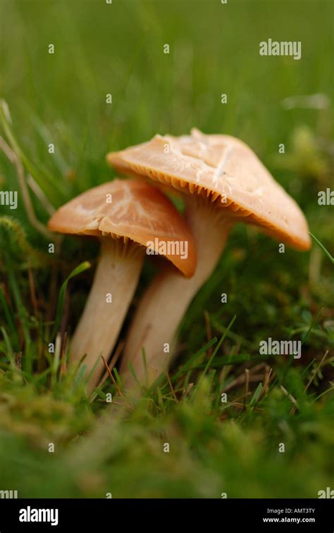 Two Mushrooms Close Together Stock Photo Alamy