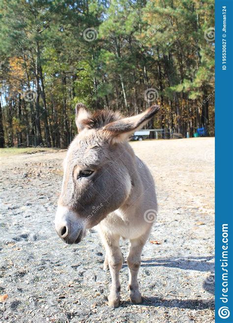 Closeup Of Donkey In Stables At Lake Lanier Islands Stock Image Image